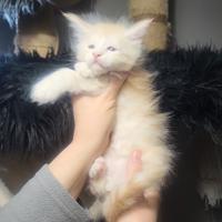 Cuccioli Maine coon