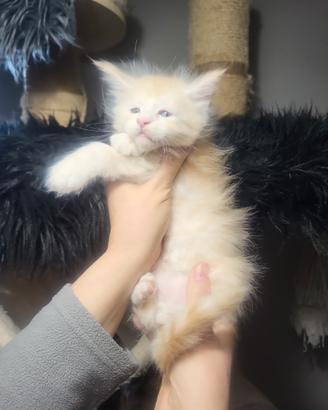 Cuccioli Maine coon