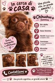 Chihuahua adulta