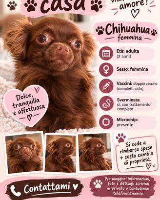 Chihuahua adulta