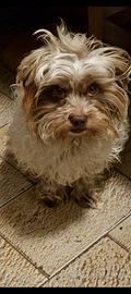 Adottare Cagnolino per casa 