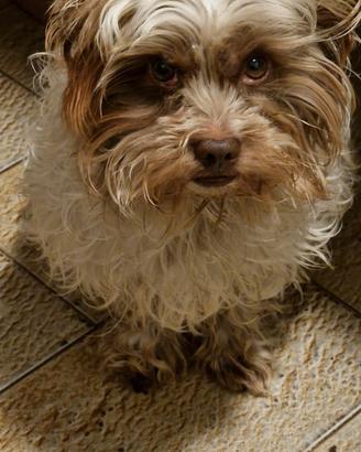 Adottare Cagnolino per casa 