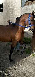 Cavallo