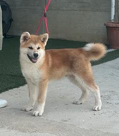 Cuccioli di akita inu giapponese