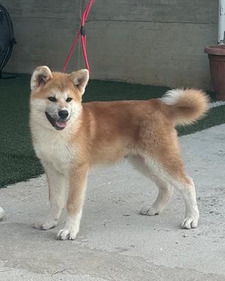 Cuccioli di akita inu giapponese