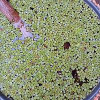 Pianta Galleggiante Salvinia Natan Acqua Tropicale