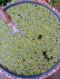 Pianta Galleggiante Salvinia Natan Acqua Tropicale