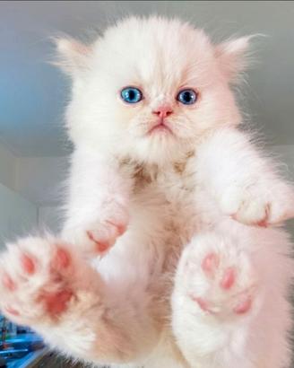 Gattino persiano