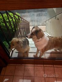Cagnoline da compagnia