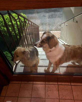 Cagnoline da compagnia