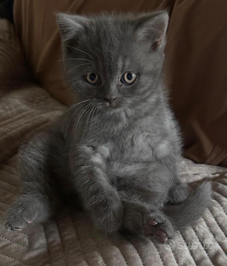 Lilac o blu british shorthair immagini e fotografie stock ad alta