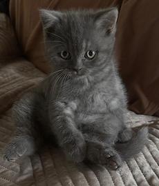 British shorthair