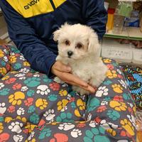 Cuccioli di maltese mini