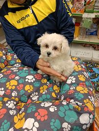 Cuccioli di maltese mini