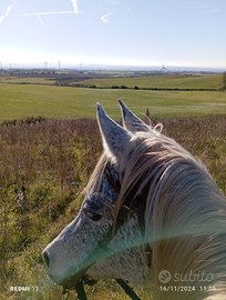 Cavallo arabo