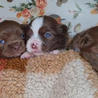 Chihuahua pelo lungo mini disponibili