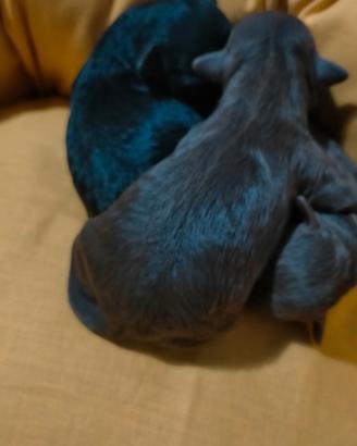 Cuccioli barboncini