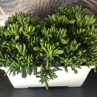 Crassula hobbit, pianta grassa