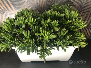 Crassula hobbit, pianta grassa