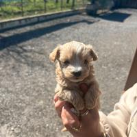 Maltipoo mini toy