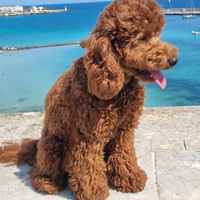 Barboncino nano per accoppiamento