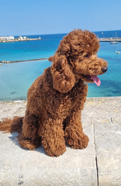 Barboncino nano per accoppiamento