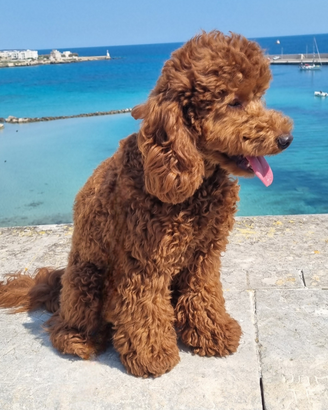 Barboncino nano per accoppiamento