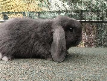 Mini Lop conigli