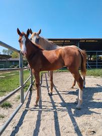 Puledra Appaloosa