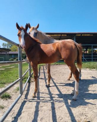 Puledra Appaloosa