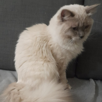 Ragdoll maschio accoppiamento