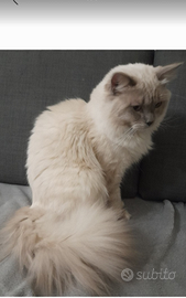 Ragdoll maschio accoppiamento