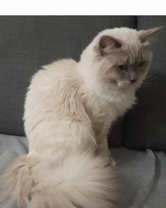 Ragdoll maschio accoppiamento