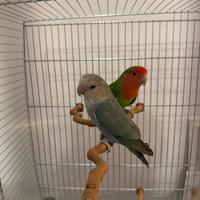 Coppia di Inseparabili