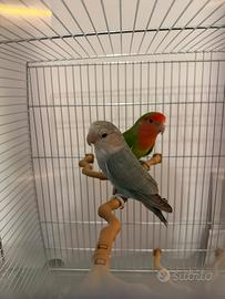 Coppia di Inseparabili