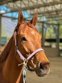 Cavallo