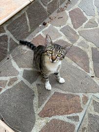Gattino maschio 6/7 mesi lecce e dintorni