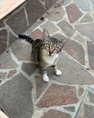 Gattino maschio 6/7 mesi lecce e dintorni