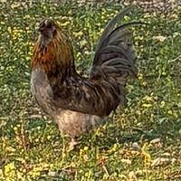 Galletti nani