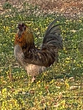 Galletti nani