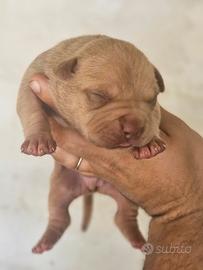 Cuccioli Pitbull UKC