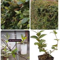 pianta arampicante sempre verde