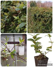 pianta arampicante sempre verde