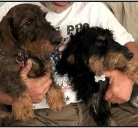 Cuccioli bassotto tedesco a pelo duro