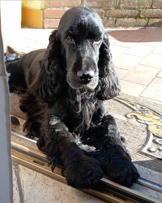 Cocker spaniel