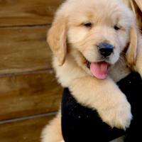 Cuccioli golden retriever 100% americani