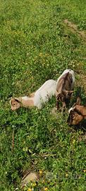 Caprette tibetane