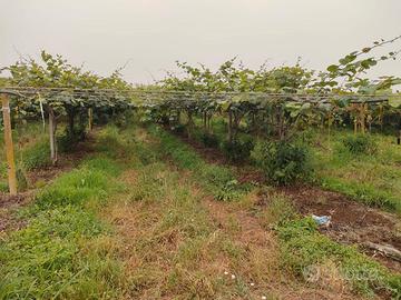 Smontaggio impianti di kiwi