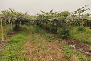 Smontaggio impianti di kiwi