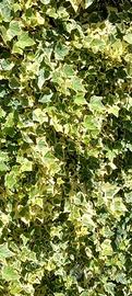 Piante di edera variegata in vaso 7